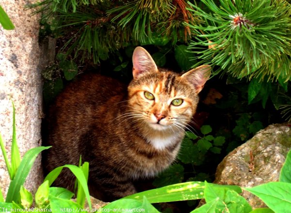 Photo de Chat domestique