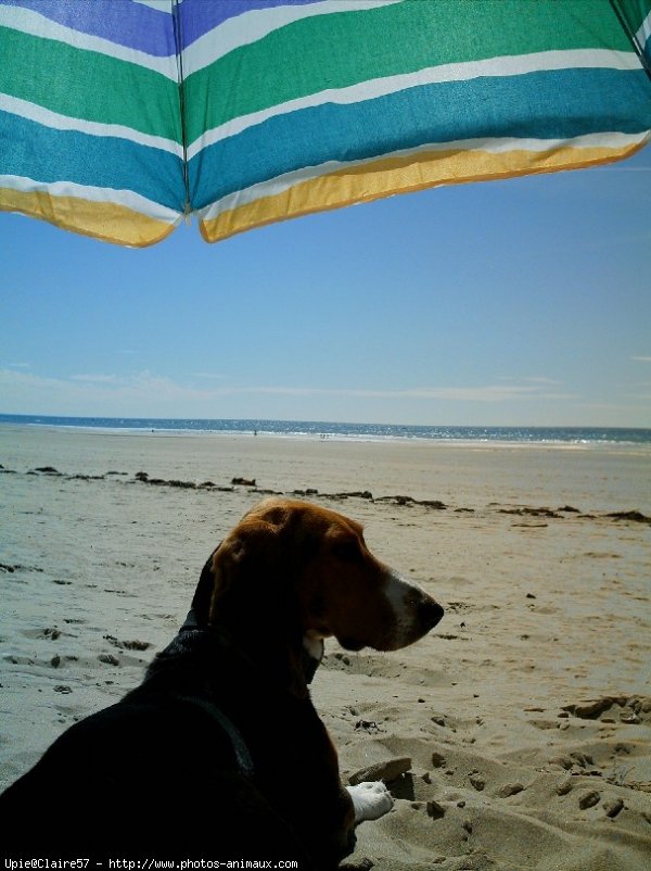 Photo de Basset artesien normand