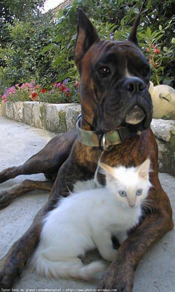 Photo de Boxer