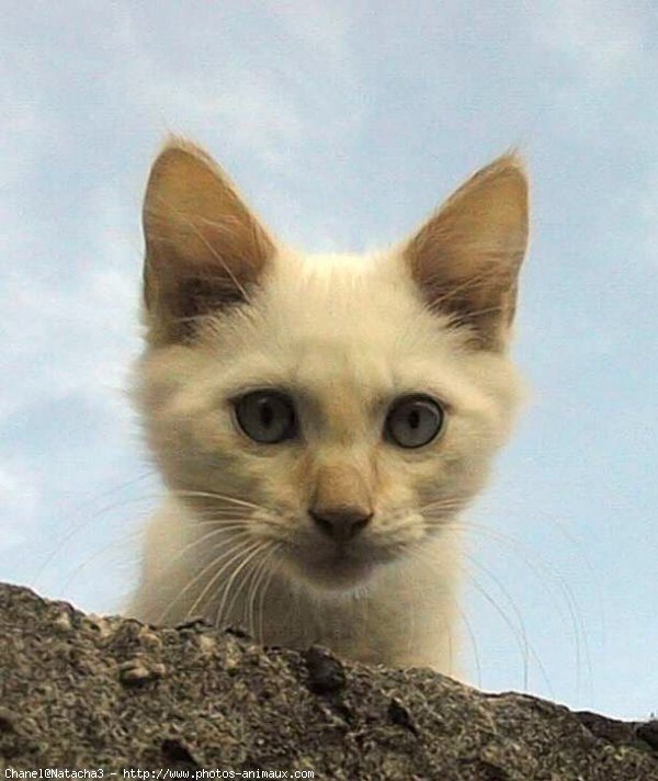 Photo de Chat domestique