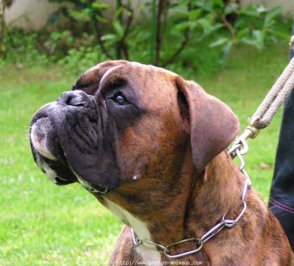 Photo de Boxer