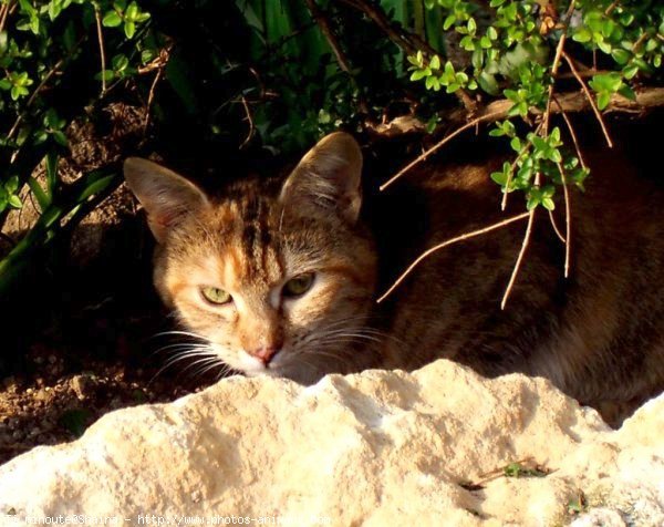 Photo de Chat domestique