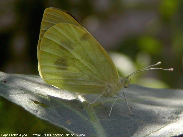 Photo de Papillon