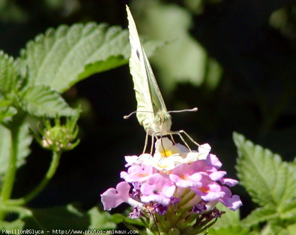 Photo de Papillon