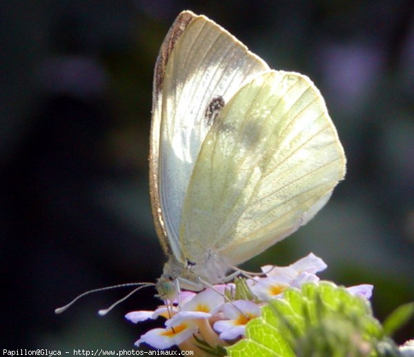 Photo de Papillon