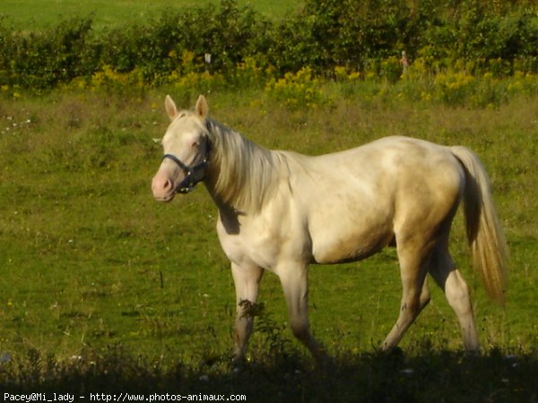 Photo de Palomino