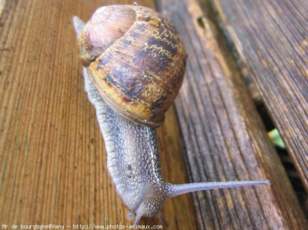 Photo d'Escargot