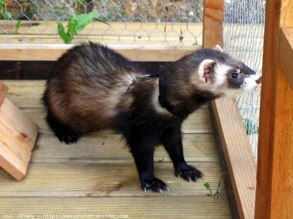 Photo de Furet