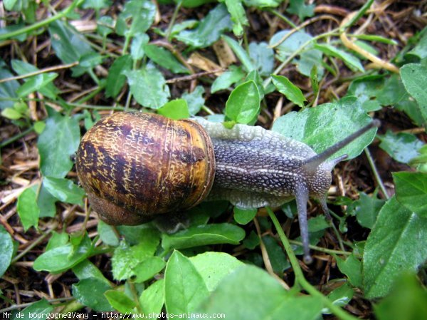 Photo d'Escargot