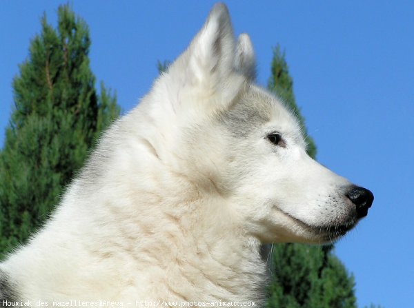 Photo de Husky siberien