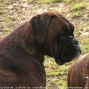 Photo de Boxer