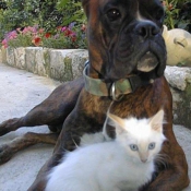 Photo de Boxer