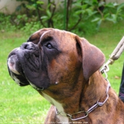 Photo de Boxer