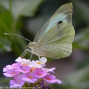 Photo de Papillon