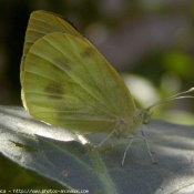 Photo de Papillon