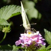 Photo de Papillon