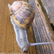 Photo d'Escargot