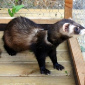 Photo de Furet