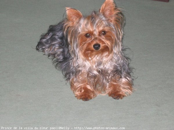 Photo de Yorkshire terrier