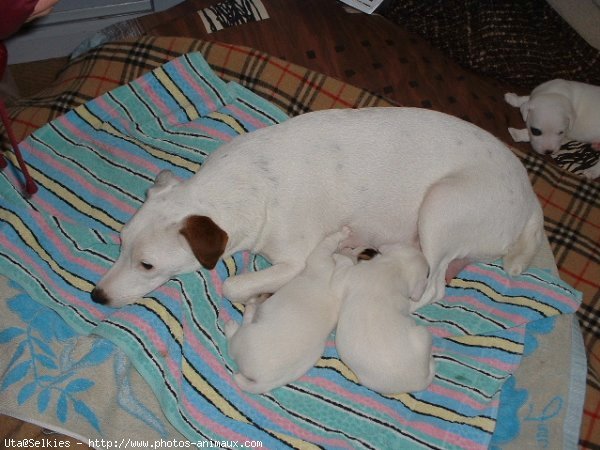 Photo de Jack russell terrier