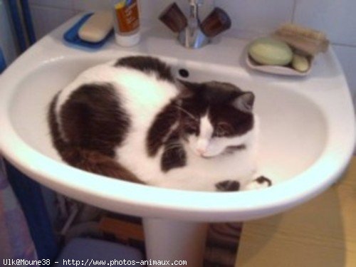 Photo de Chat domestique