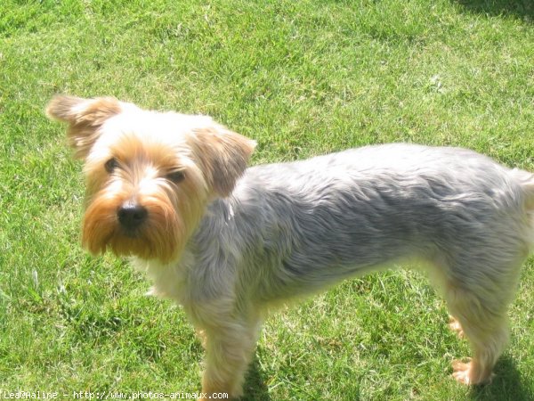 Photo de Yorkshire terrier