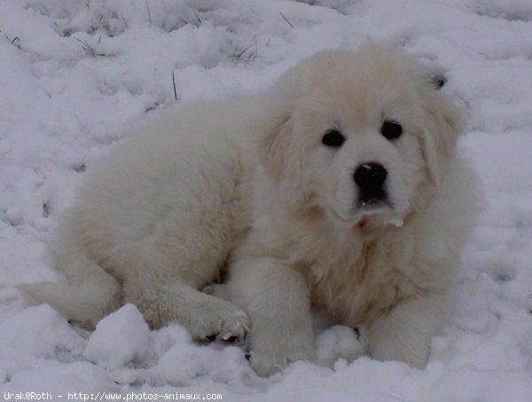 Photo de Chien de berger des tatras