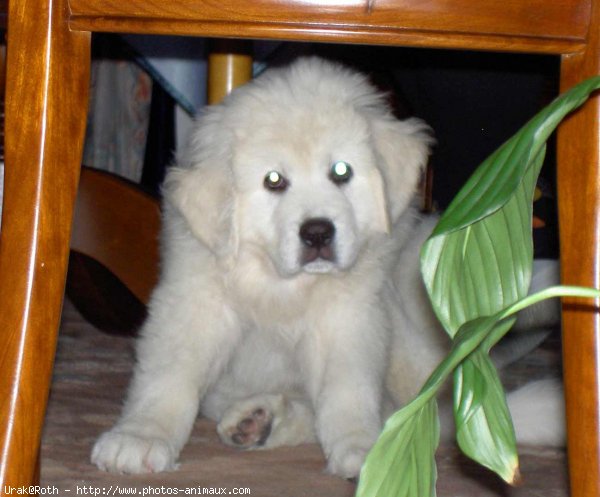 Photo de Chien de berger des tatras