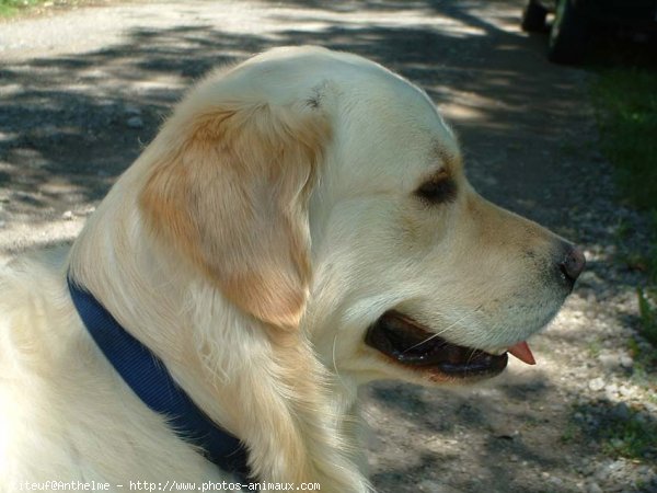 Photo de Golden retriever