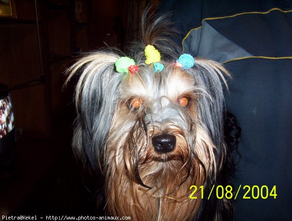 Photo de Yorkshire terrier