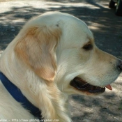 Photo de Golden retriever