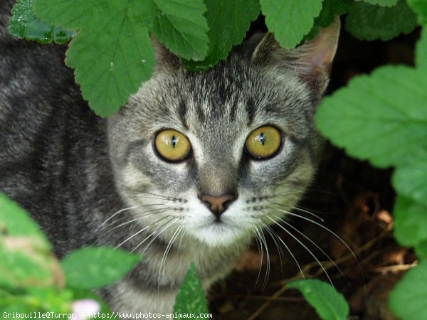 Photo de Chat domestique