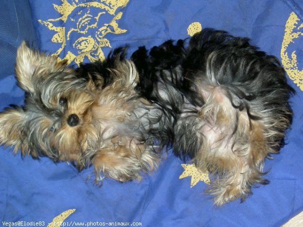 Photo de Yorkshire terrier