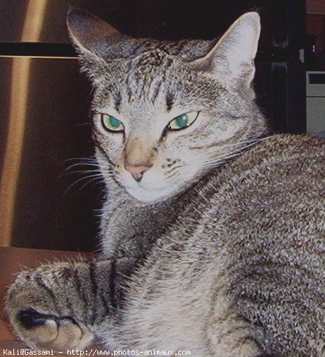 Photo d'Ocicat