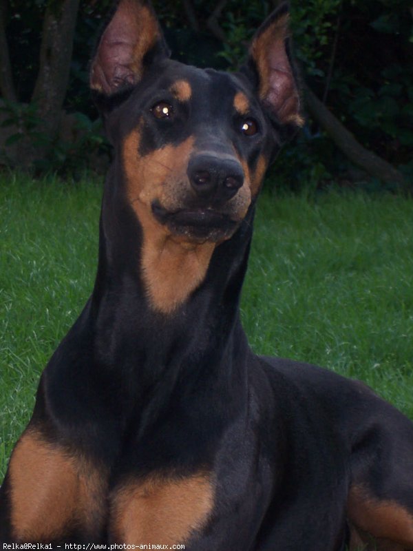 Photo de Dobermann