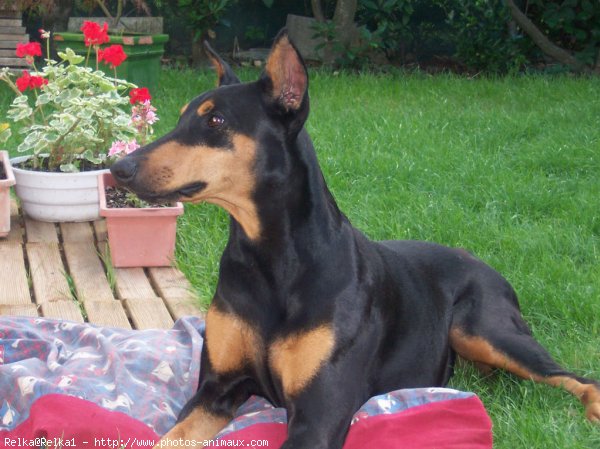 Photo de Dobermann