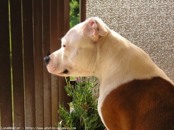 Photo de Staffordshire bull terrier