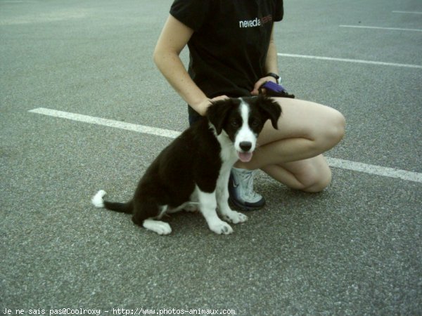 Photo de Border collie