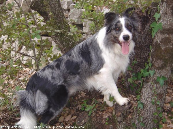 Photo de Border collie