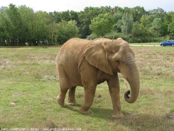 Photo d'Elphant d'afrique