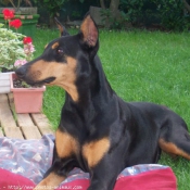 Photo de Dobermann