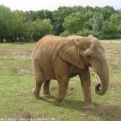 Photo d'Elphant d'afrique