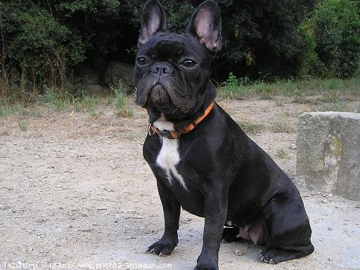 Photo de Bouledogue franais