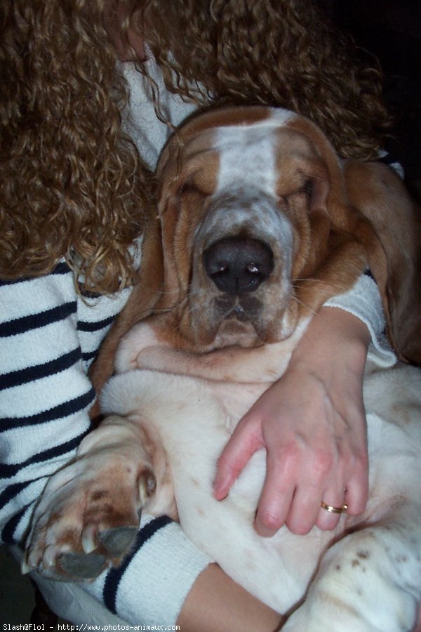 Photo de Basset hound