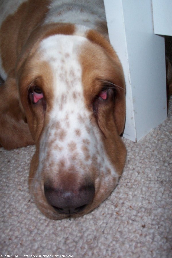 Photo de Basset hound