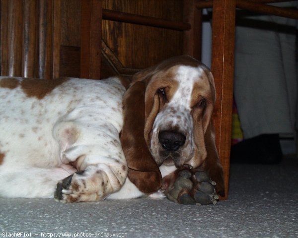 Photo de Basset hound