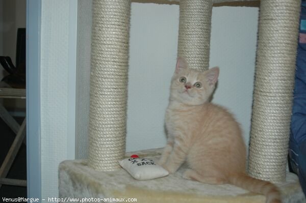 Photo de British shorthair