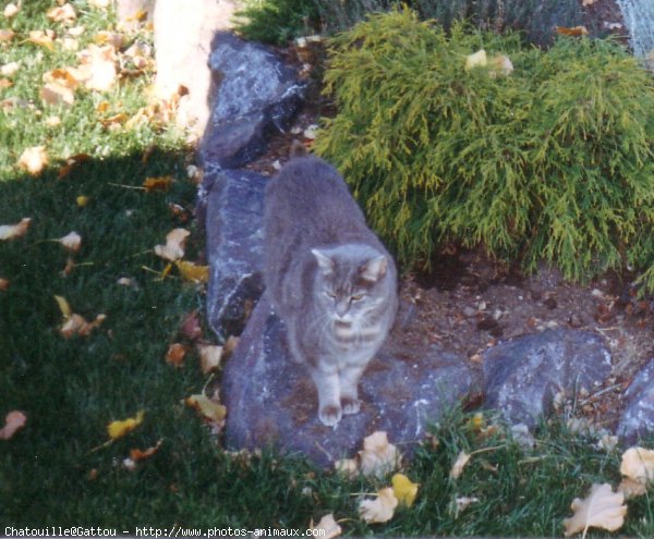 Photo de Chat domestique