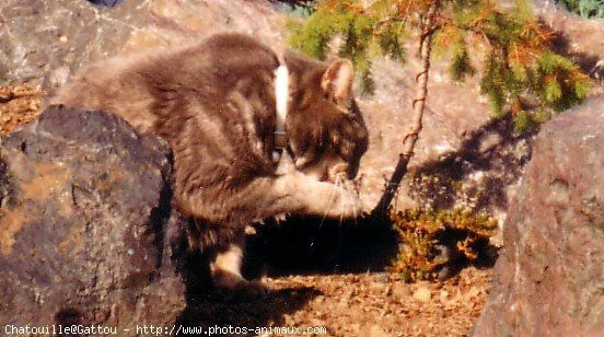 Photo de Chat domestique