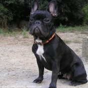 Photo de Bouledogue franais